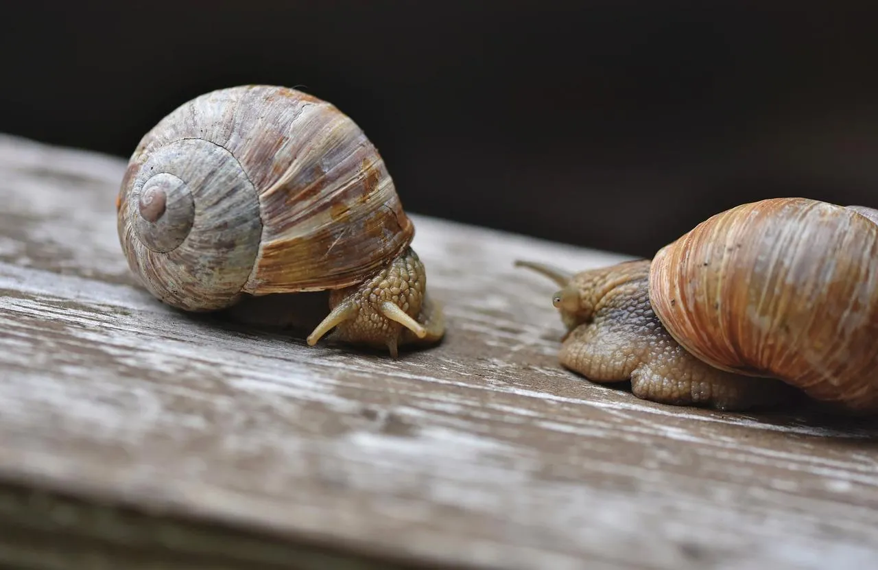 Two Snails Crawling Slowly Over a Wooden Surface Wallpaper