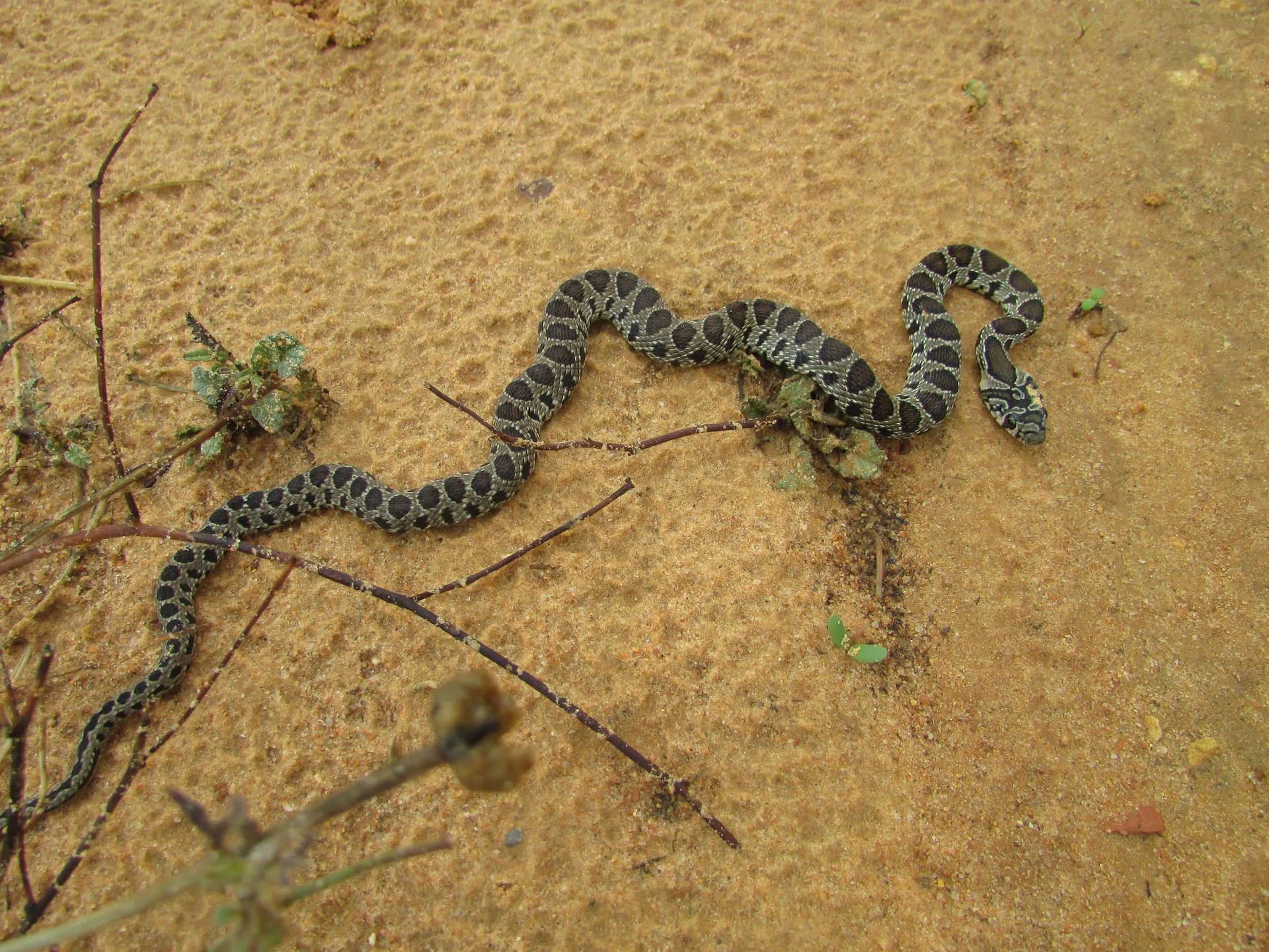 Two Snakes Twisting Together on Sandy Dry Ground Wallpaper