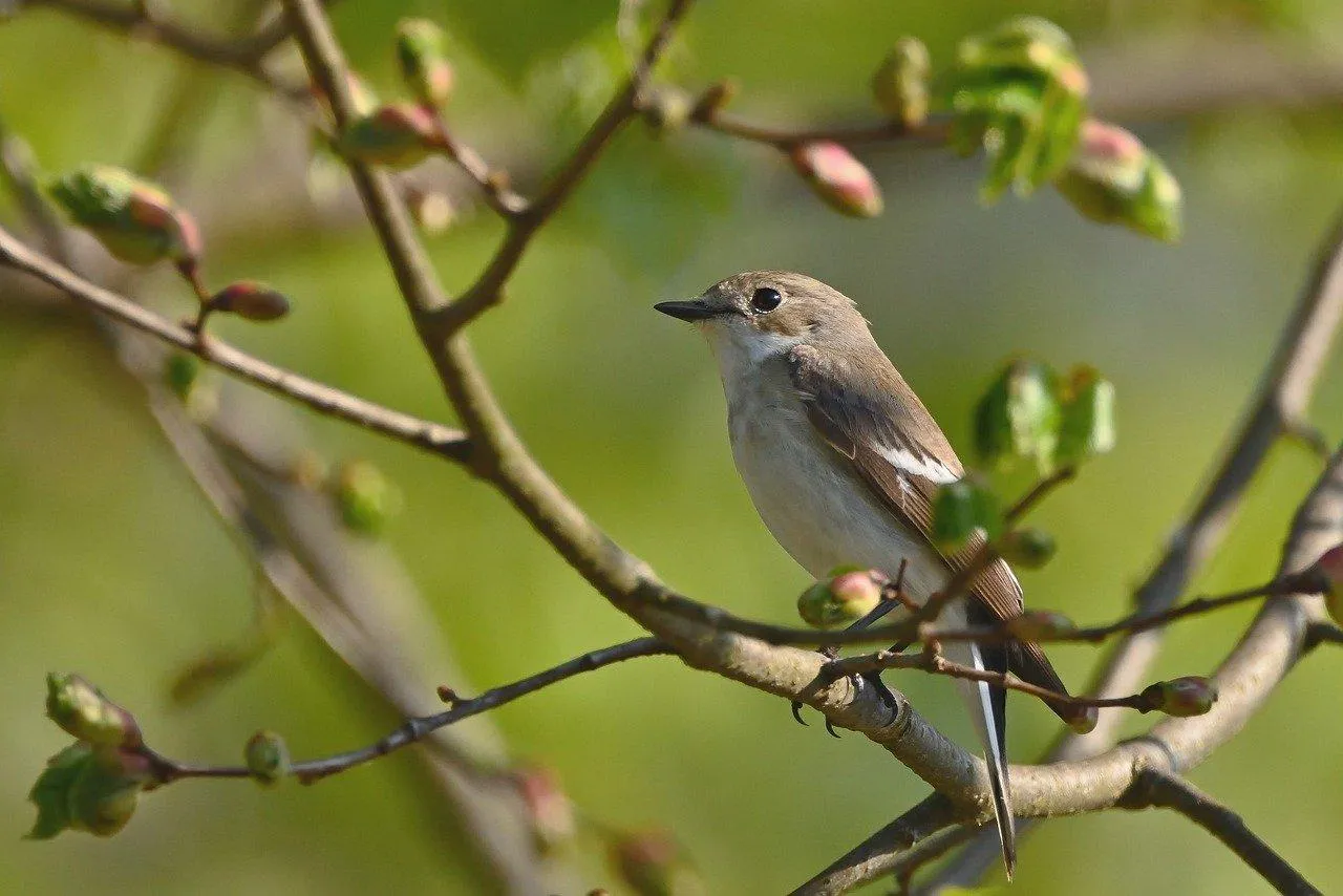 Two Sparrows Sitting Together on a Tree Branch Wallpaper