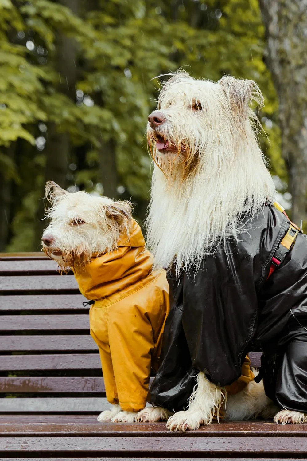 Two Stylish Dogs Enjoying in the Park in Fun Outfits Image