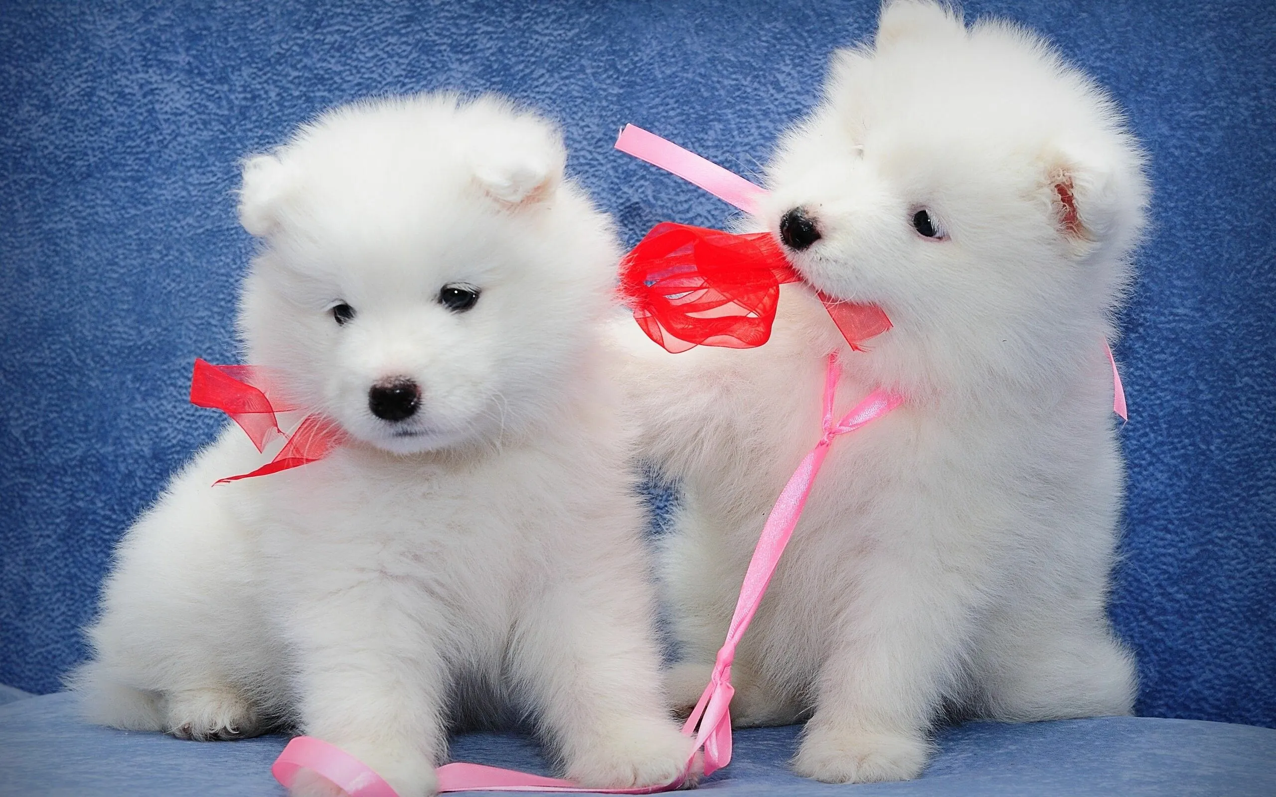 Two White Fluffy Puppies Playing with Pink Ribbons Happily