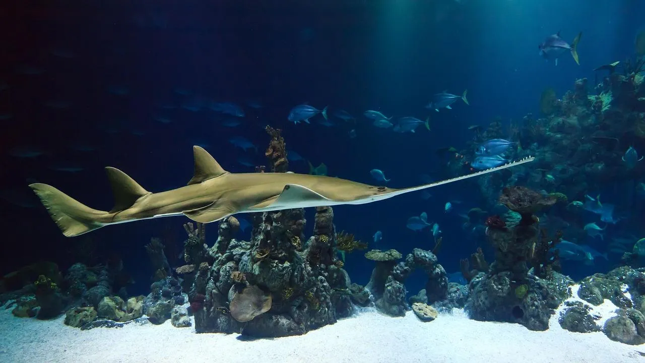 Underwater View of a Spotted Eagle Ray Swimming Wallpaper