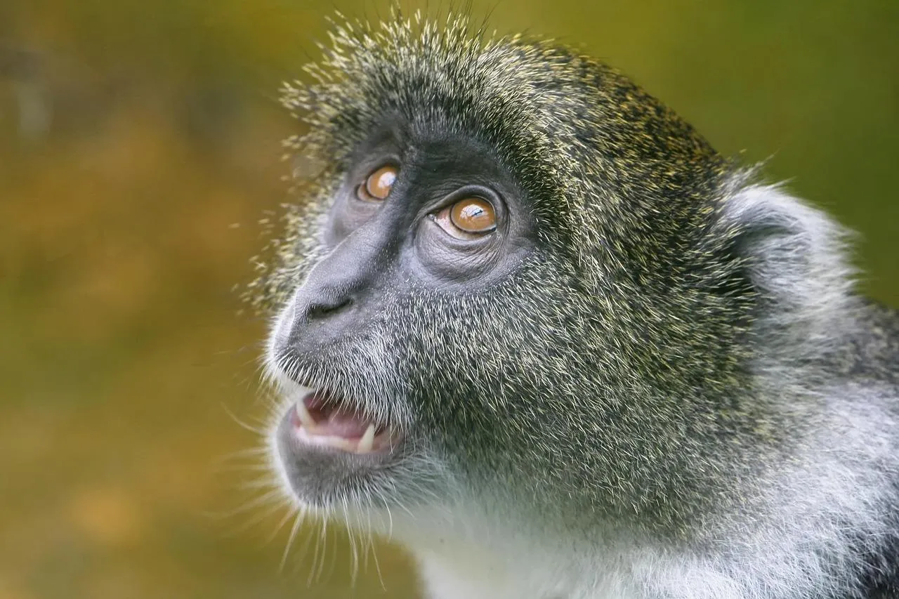 Vervet monkey side profile with curious expression