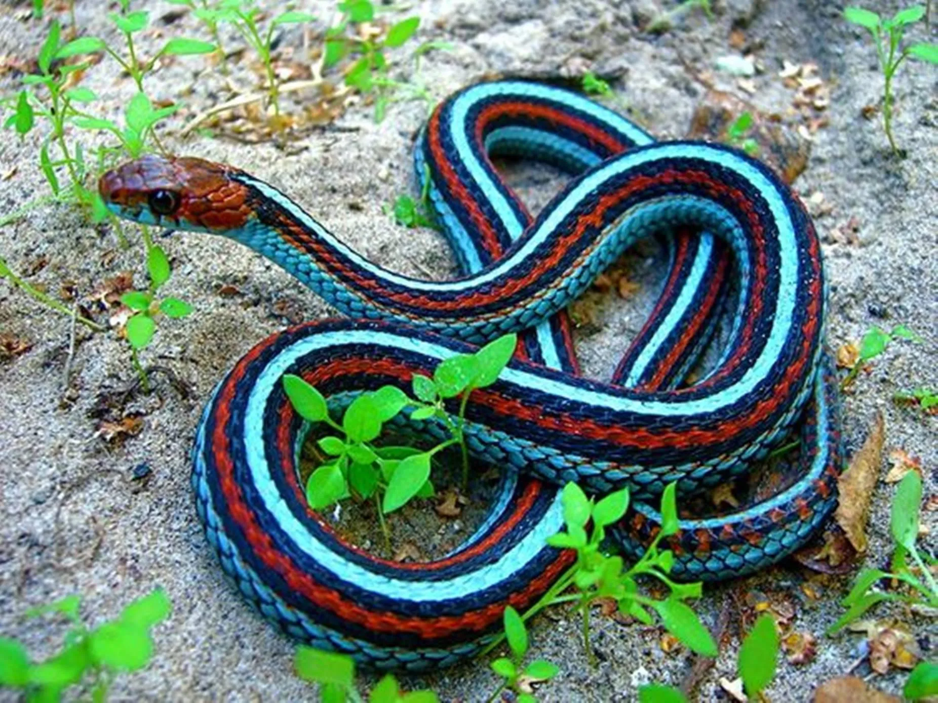 Vibrant Blue and Green Snake on Grass free Wallpaper