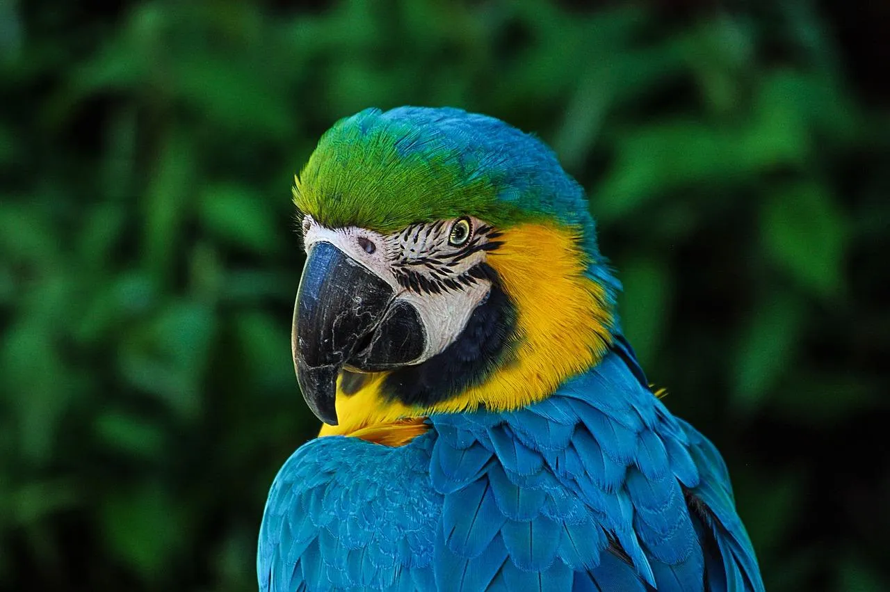 Vibrant Blue and Yellow Macaw Parrot Sitting on Branch