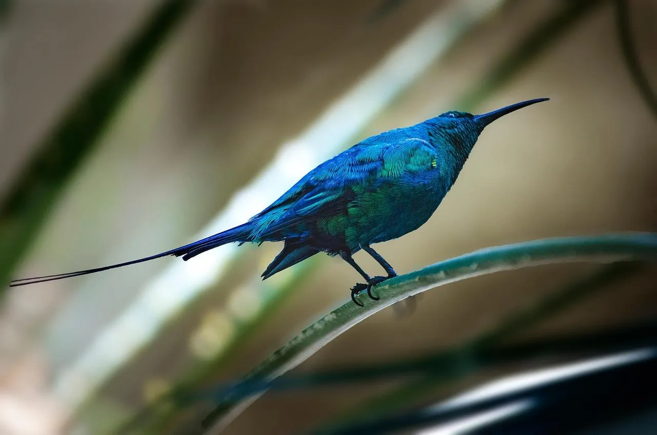 Vibrant Blue Bird Perched on a Branch in Sunlight Wallpaper