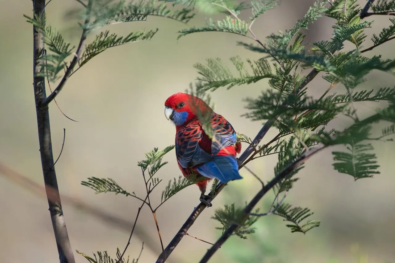 Vibrant Crimson Rosella Parrot Perched on Tree Branch