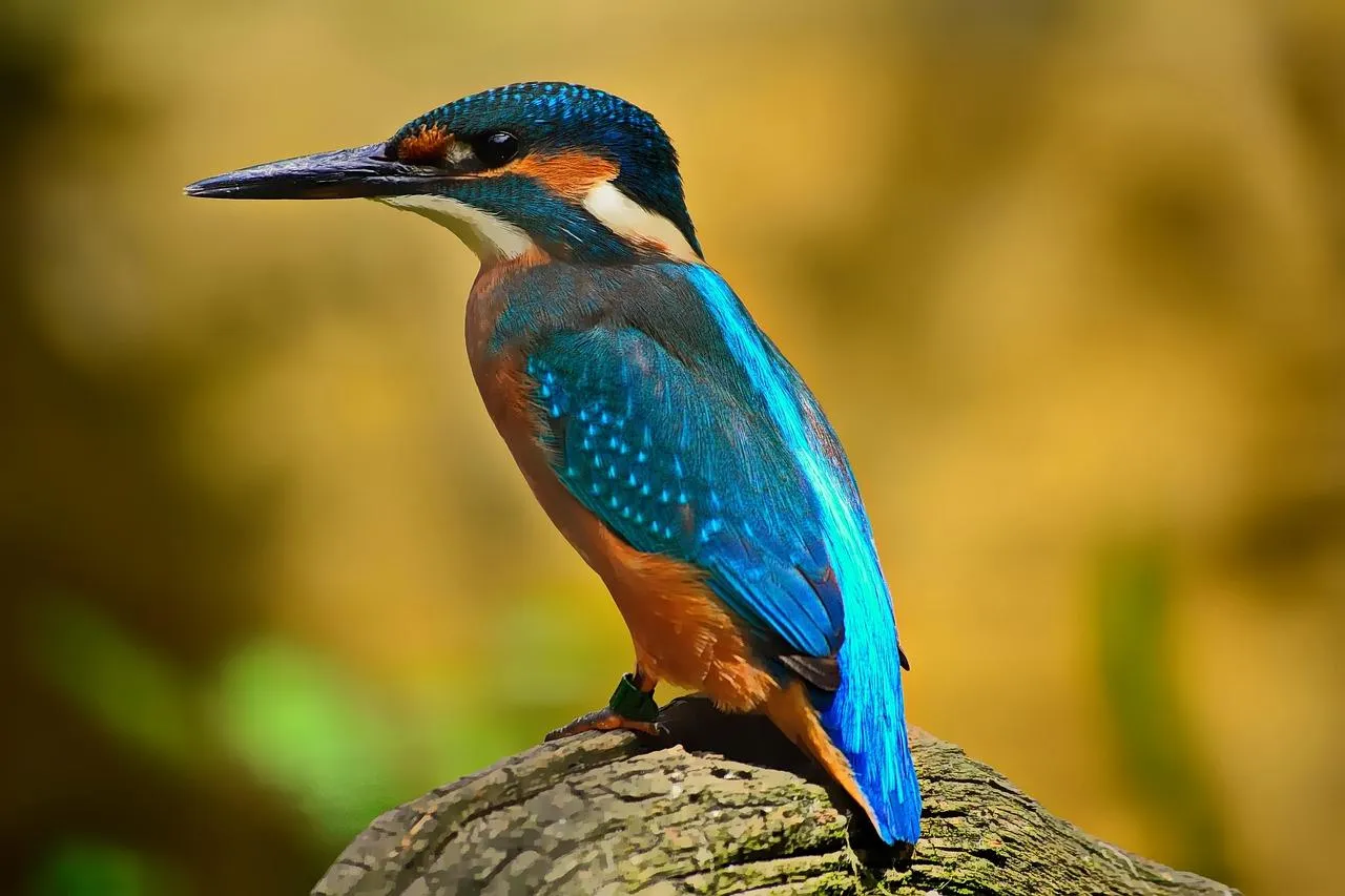 Vibrant Kingfisher Bird Sitting on the Tree Branch