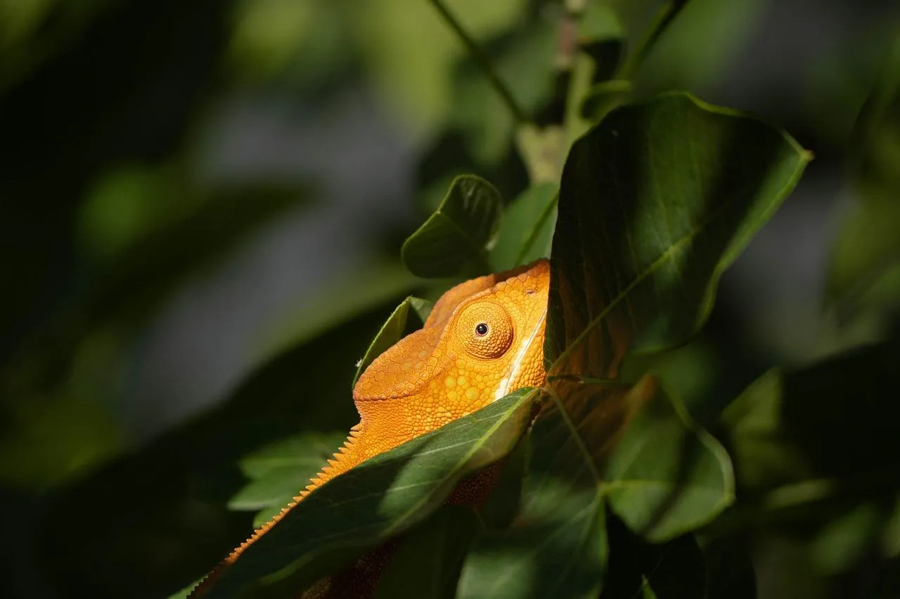 Vibrant Orange Frog Camouflaged Among Green Leaves