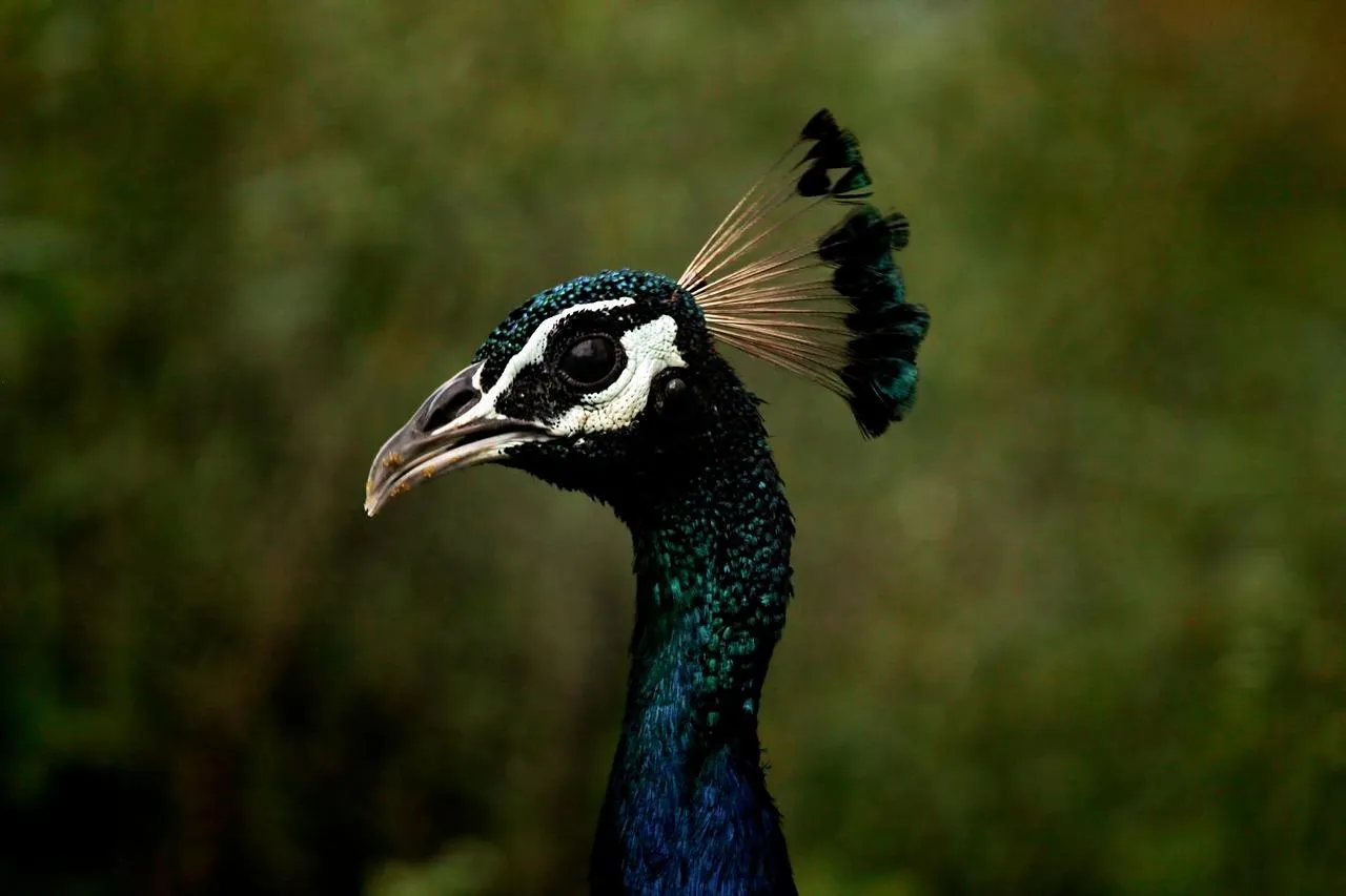 Vibrant Peacock with Its Crest Standing in Soft Light