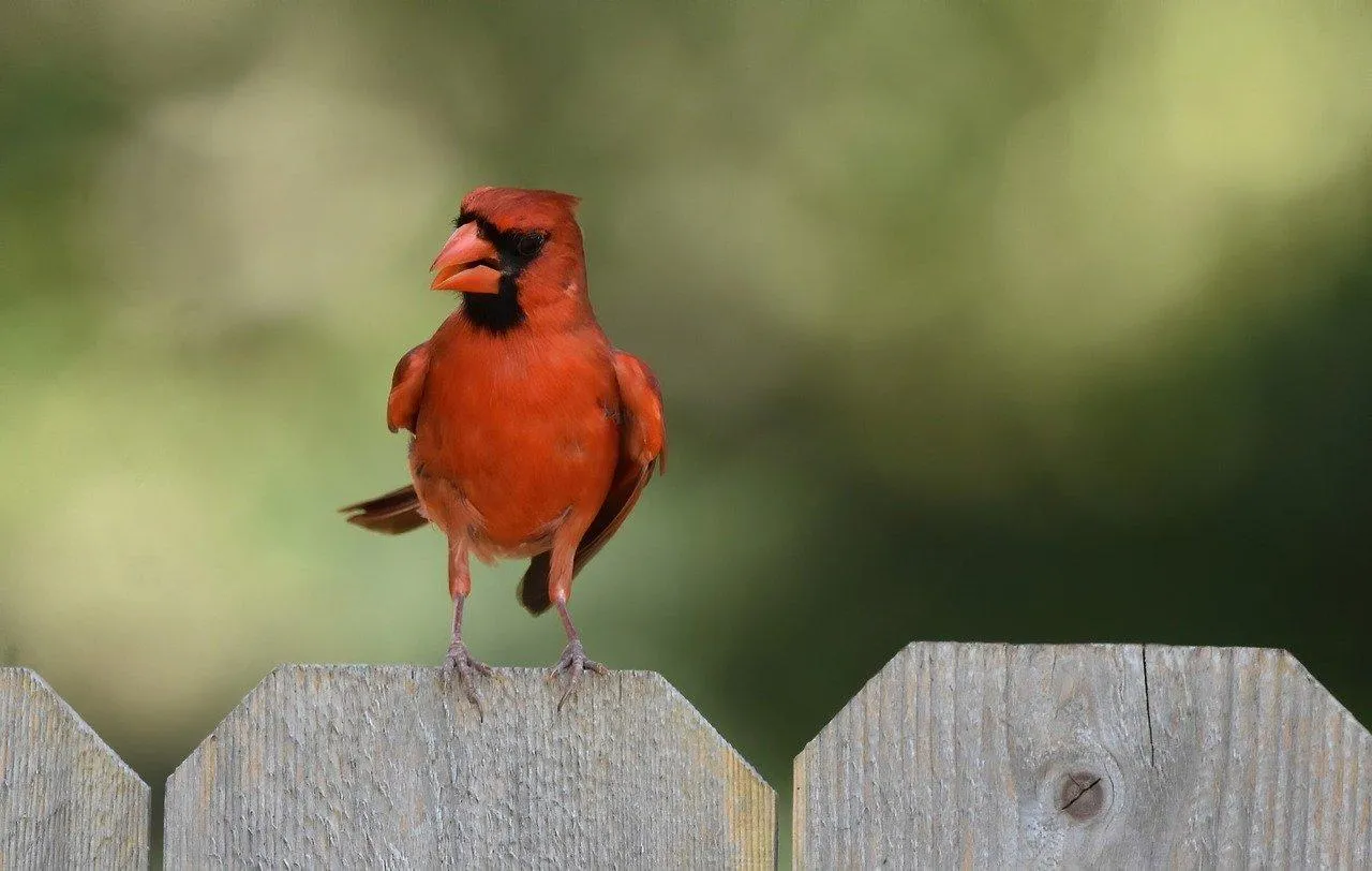 Vibrant Red Cardinal Bird Perched Amidst Lush Green Foliage