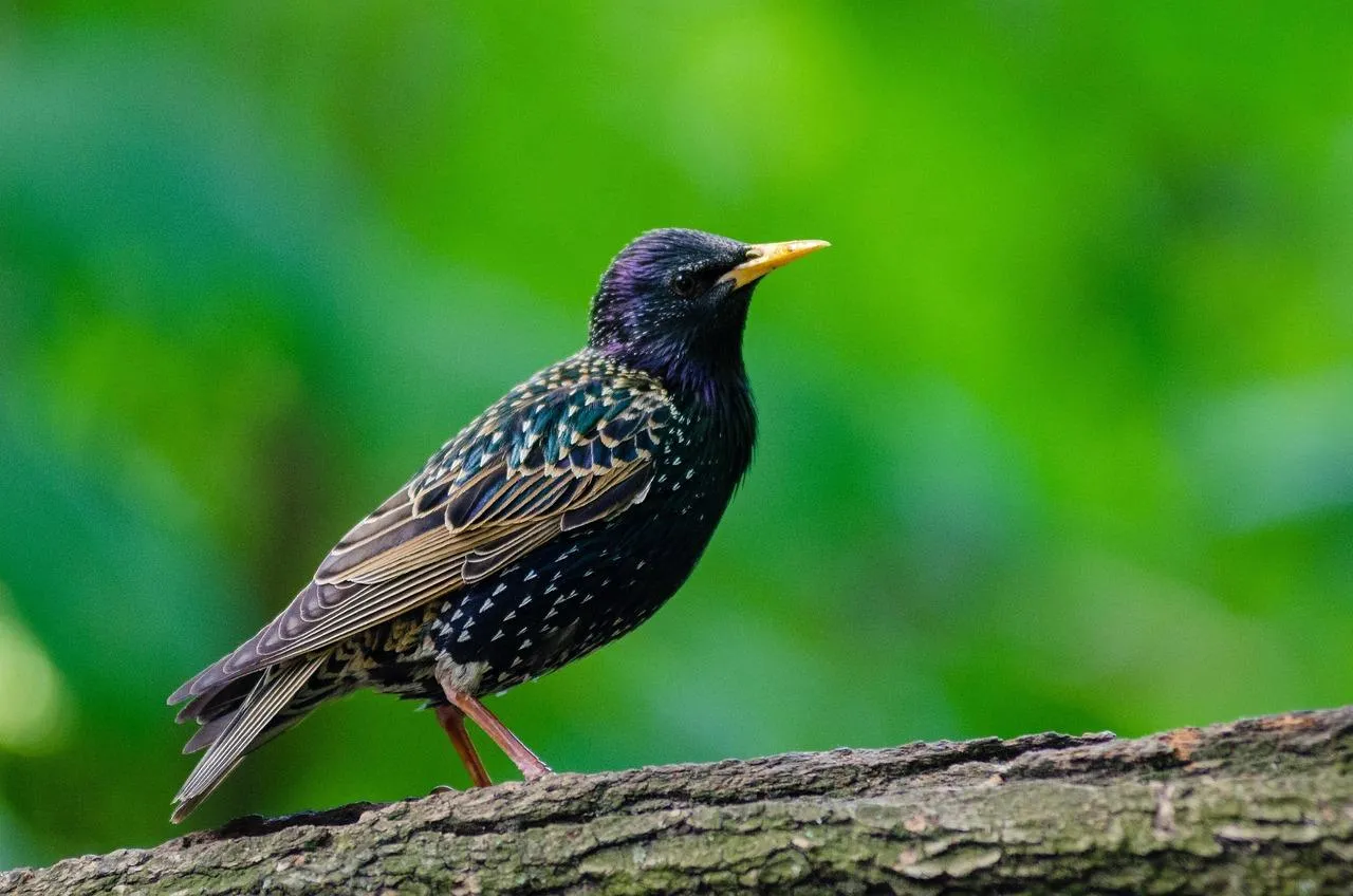 Vibrant Starling Bird Perched Among Green Leaves Wallpaper