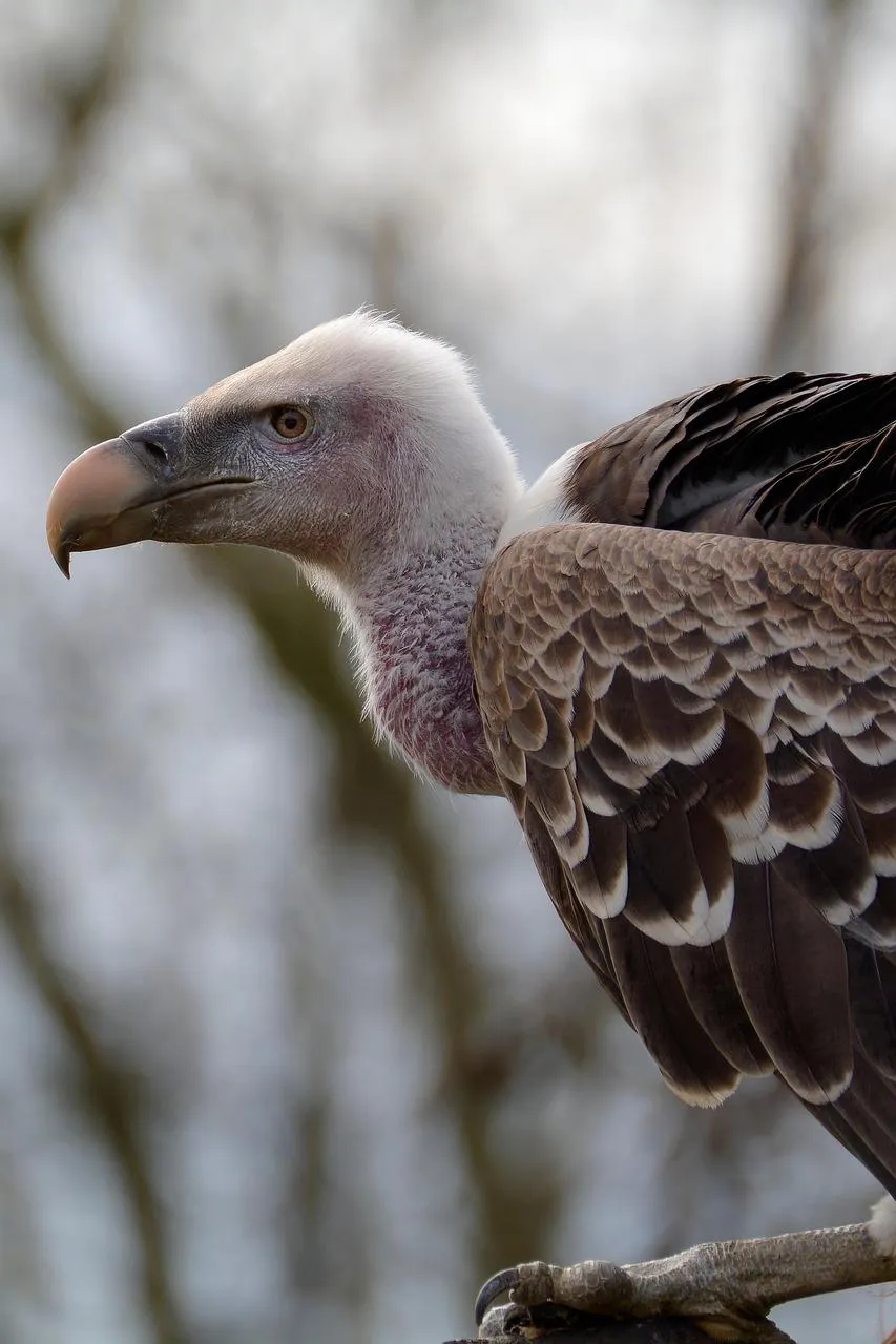 Vulture perched on a branch with blurred background