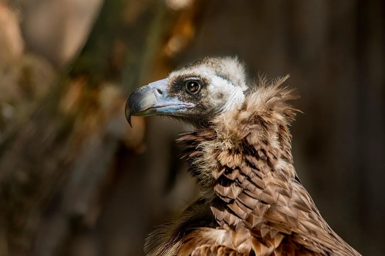 Vulture with Detailed Feathers in Natural Habitat Wallpaper