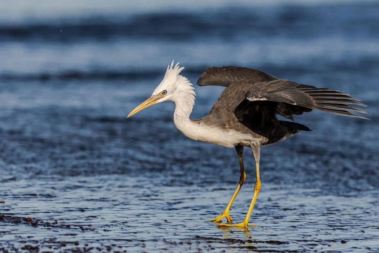 Wading bird standing still in calm shallow water Wallpaper