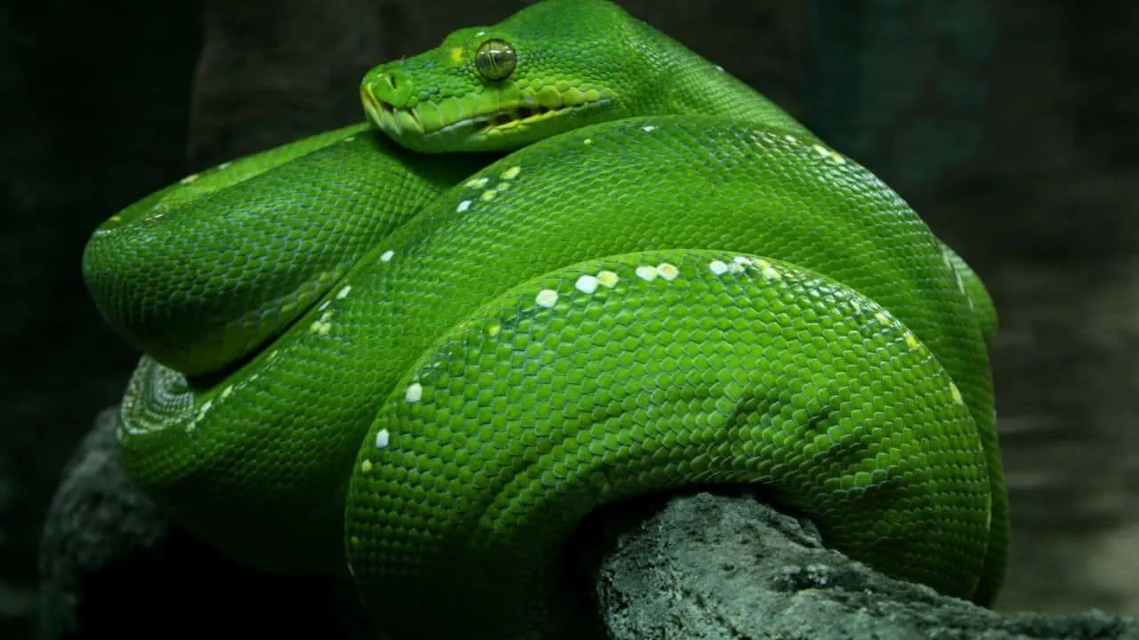 Wallpaper of Bright Green Snake on Leaf with Black Background