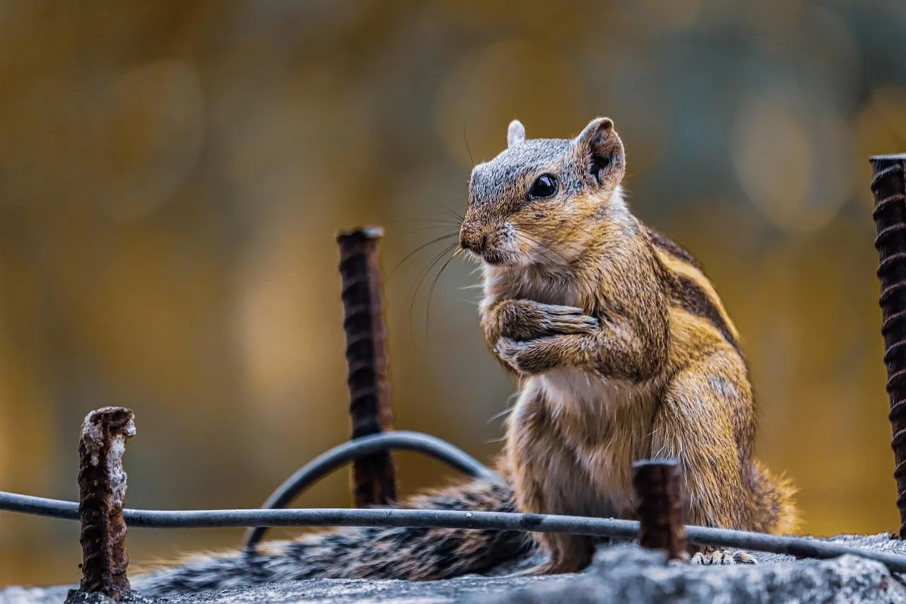 Wallpaper of Chipmunk Holding Food Sitting on Stone Wall