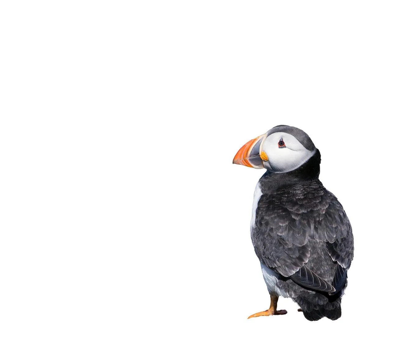 Wallpaper of Puffin bird standing still on a white background
