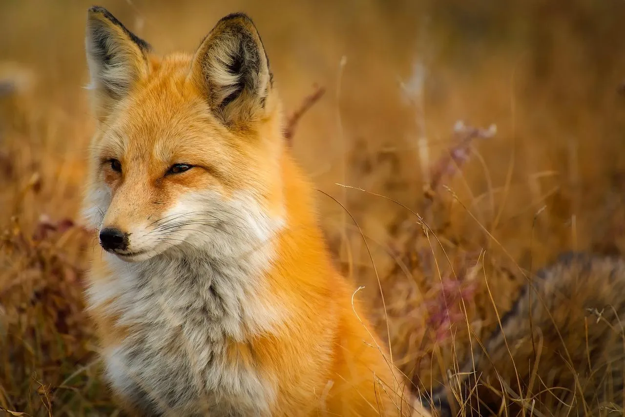 Wallpaper of Red fox looking calmly near a rock wall