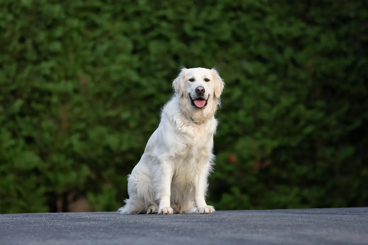 Wallpaper of White fluffy dog standing on green background