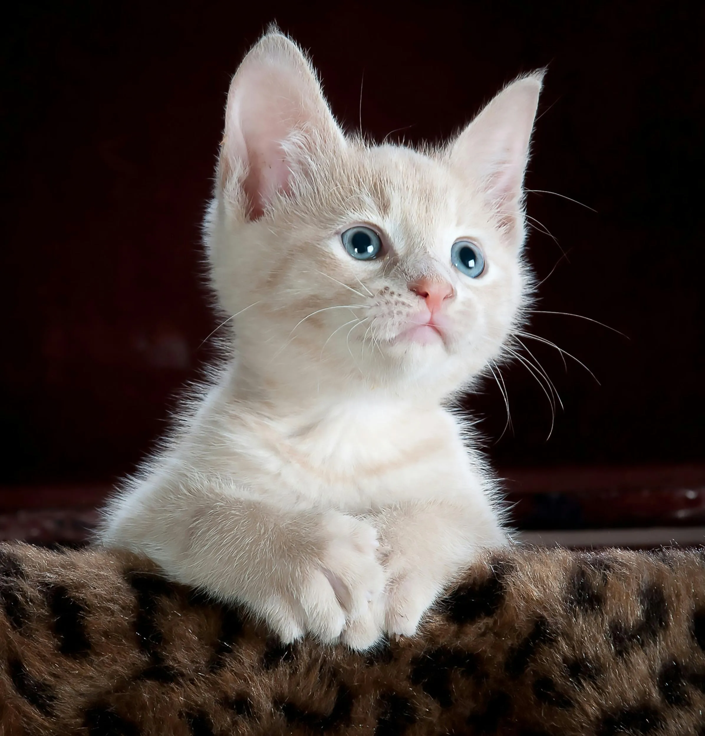 Wallpaper White Kitten Looking Curiously at the Camera