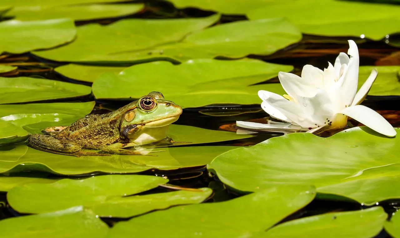 Water Lilies Blooming on Calm Pond with Green Leaves