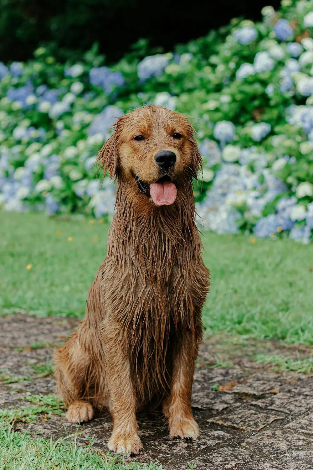 Wet Golden Retriever Sitting Outside with Flowers Image
