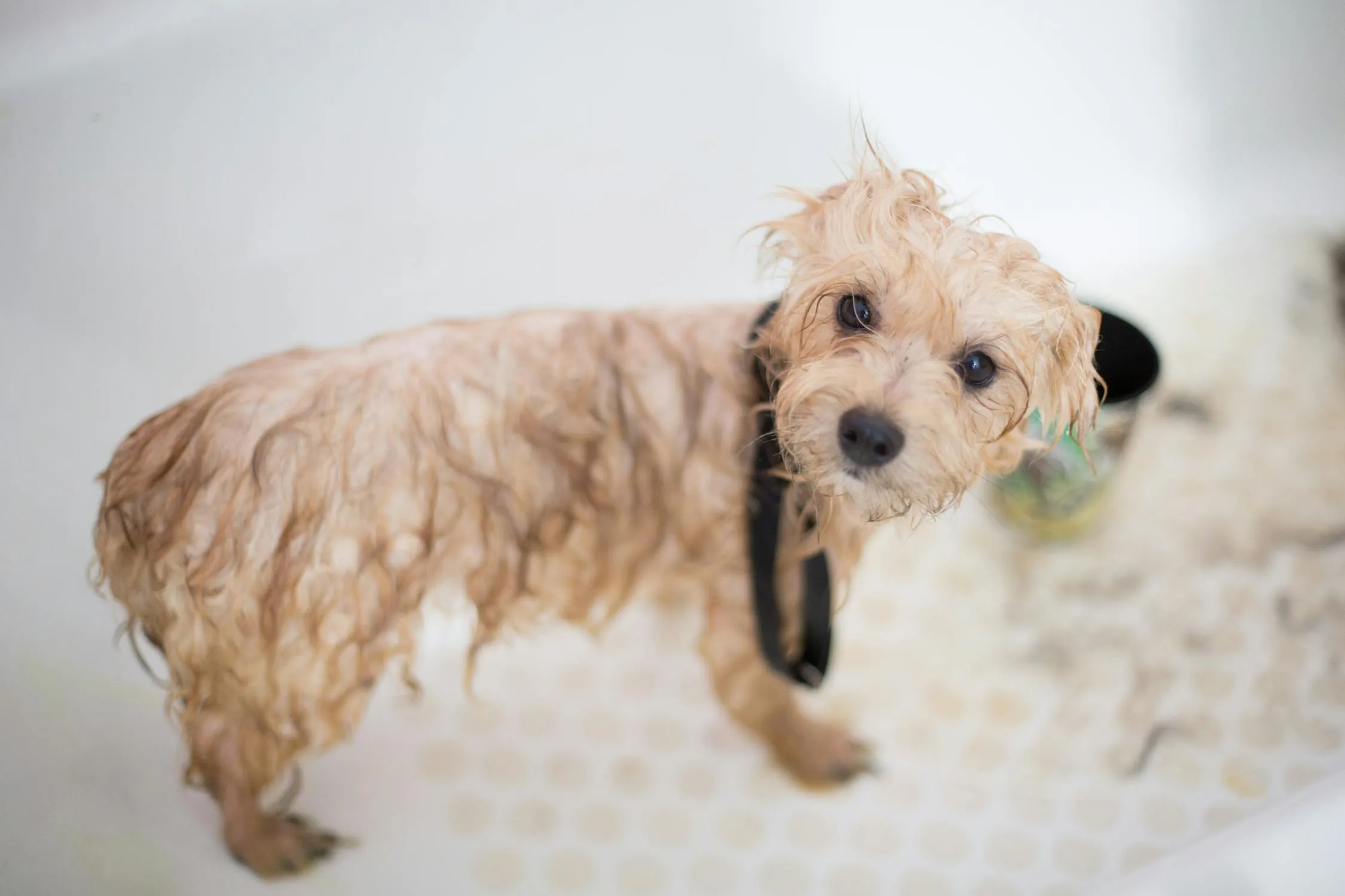 Wet Puppy with Curly Fur Standing on the Bathroom Image