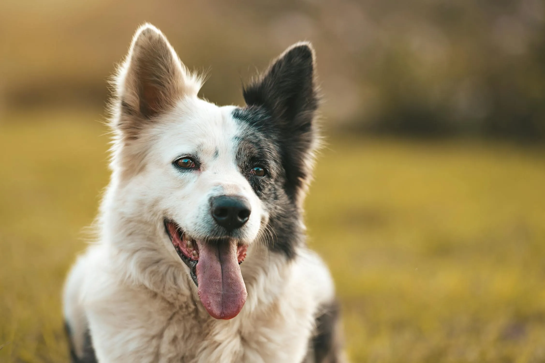 White and Black Dog Smiling in the Sunny Green Field Hd