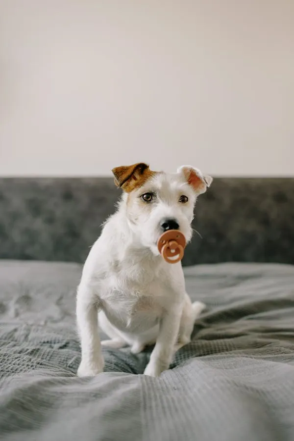 White and Brown Dog Sitting on Bed with Pacifier in Mouth