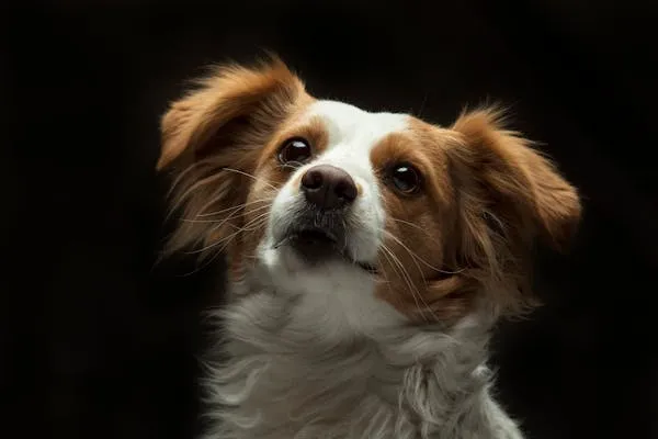 White and Brown Fluffy Puppy with Long Ears in the Dark