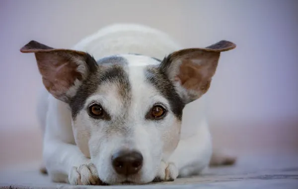 White and Brown Puppy Lying Flat with Ears Free Wallpaper