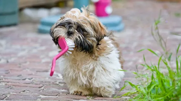 White and Brown Puppy Playing with a Pink Brush Wallpaper