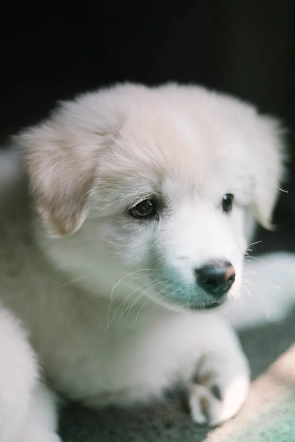 White and Light Brown Puppy Sitting in a Natural Sunlight