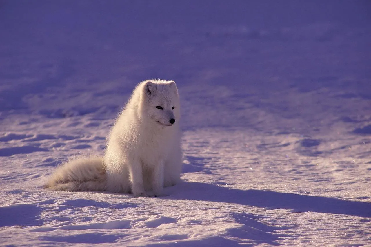 White Arctic Seal Relaxing on Icy Snow in Cold Region