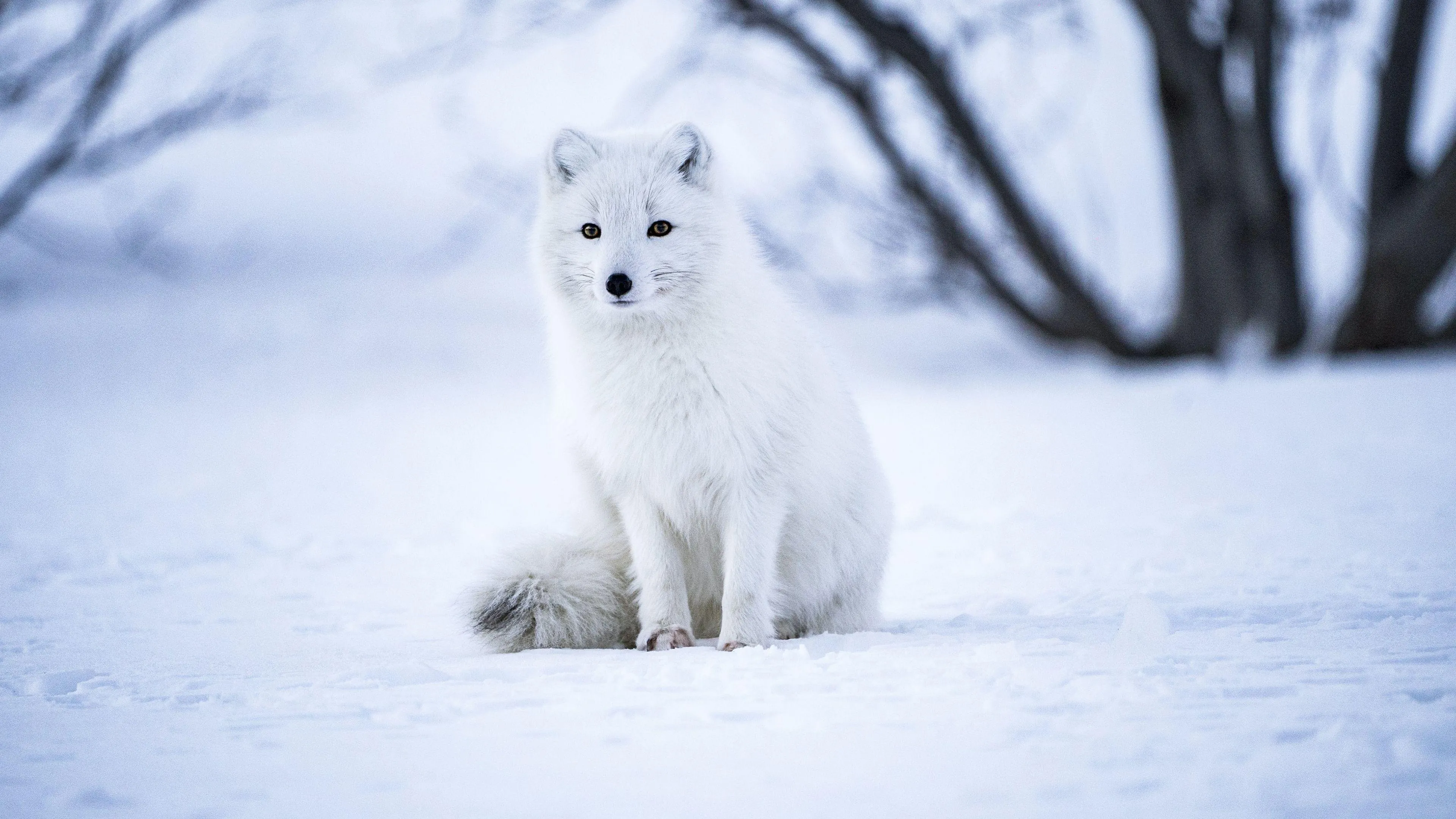 White Arctic Wolf Walking in Snowy Winter Environment