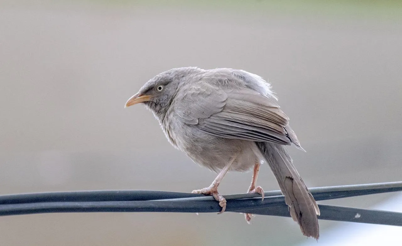 White Bird Standing on Metal Rail with Reflection Wallpaper