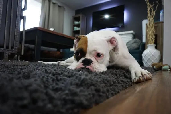 White Bulldog Puppy Lying on Carpet in a Modern Living Room