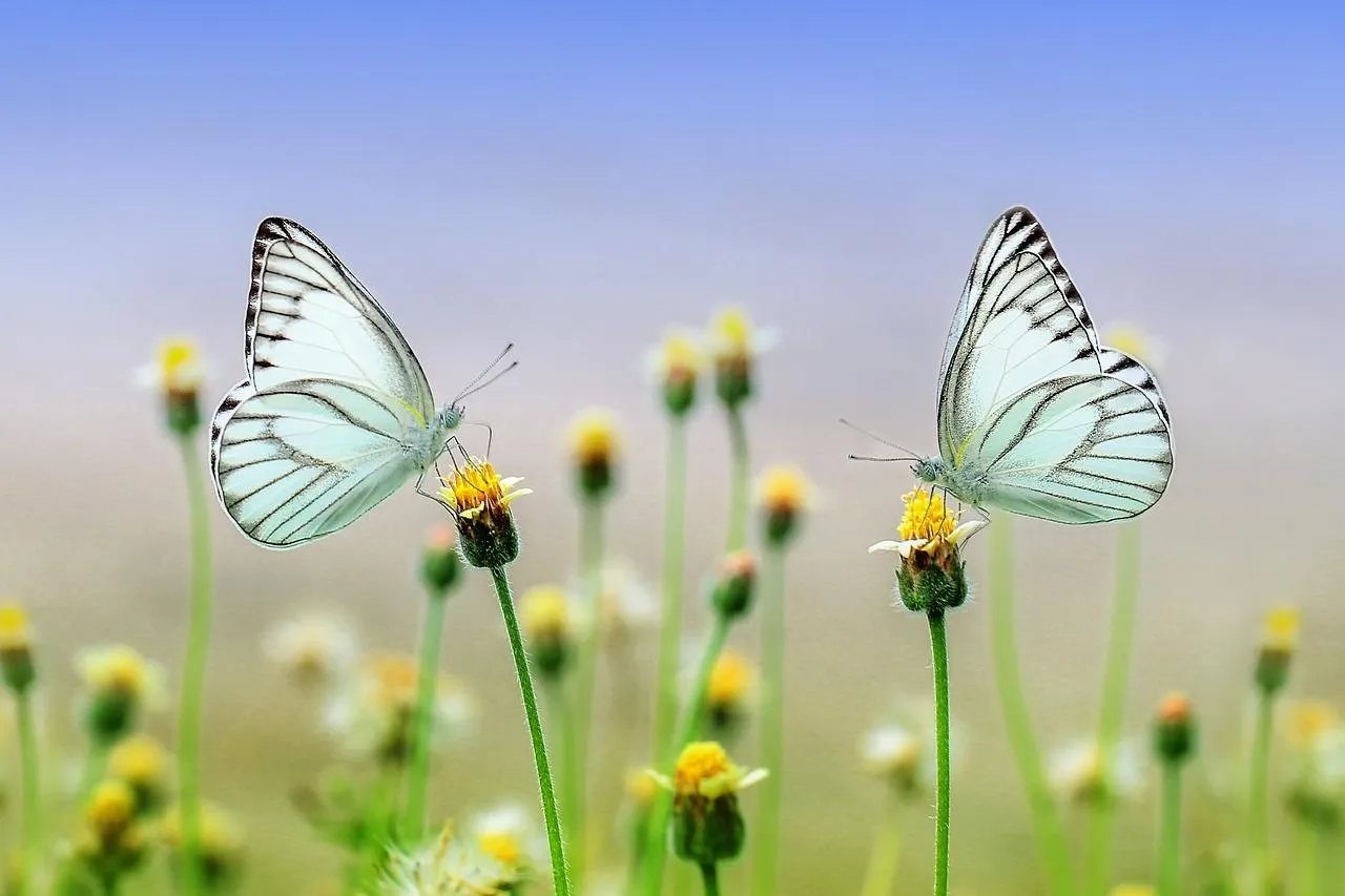 White Butterflies Flying Over Wildflowers in Meadow