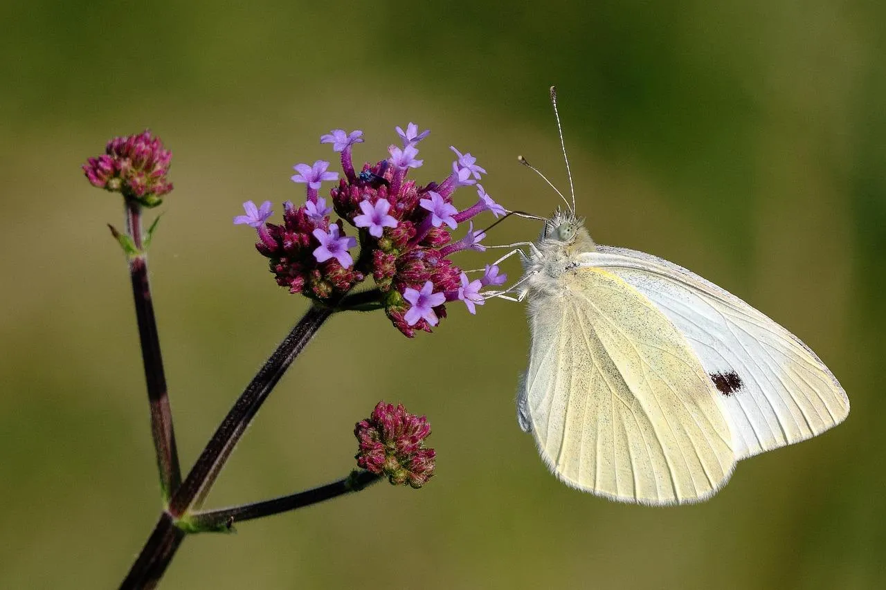 White Butterfly Feeding on Purple Flower Blossoms Wallpaper