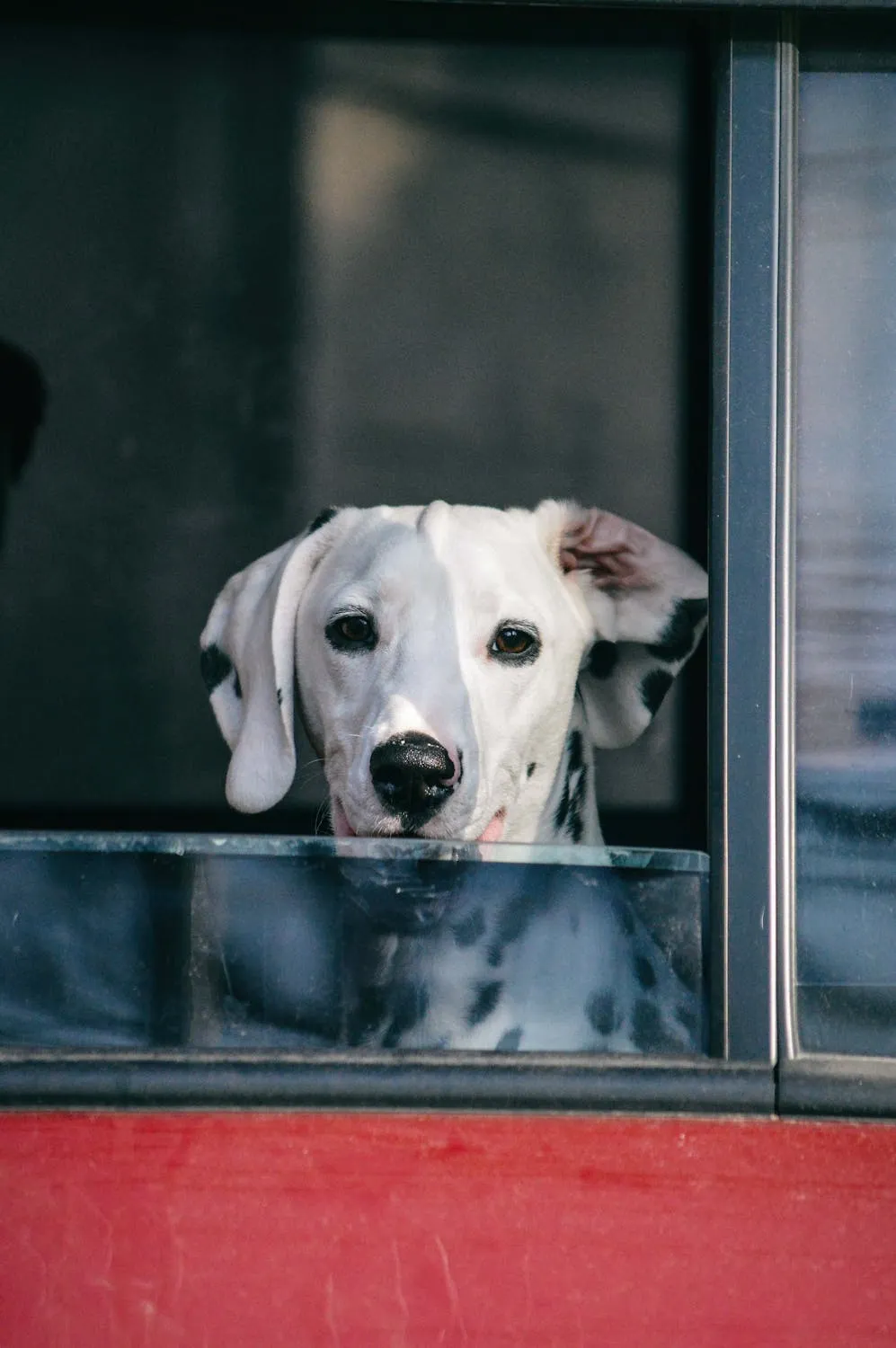 White Dalmatian Puppy Looking Out From the Window Hd Image