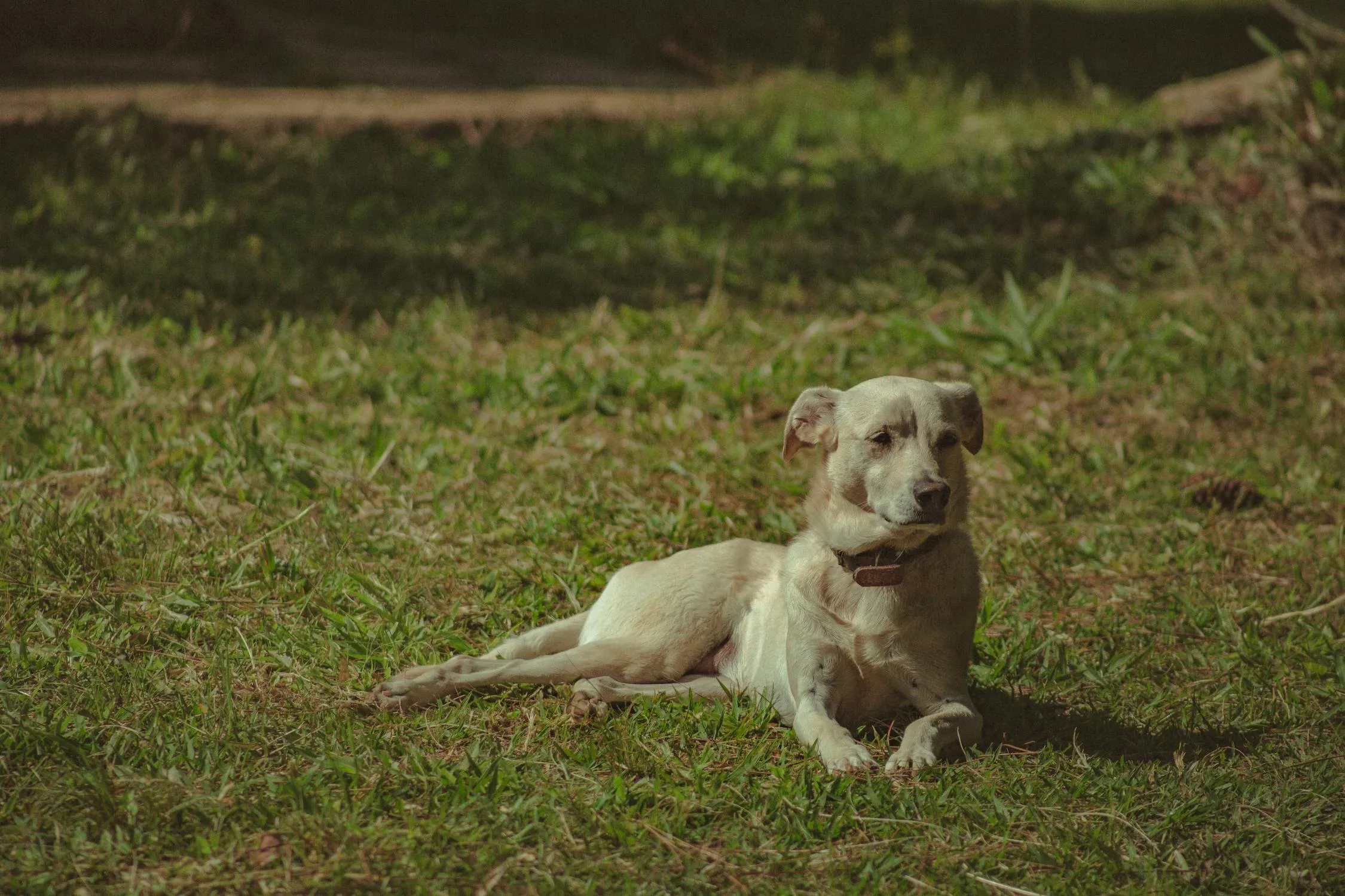 White Dog Lying on Grass in Shaded Outside Area Hd Free