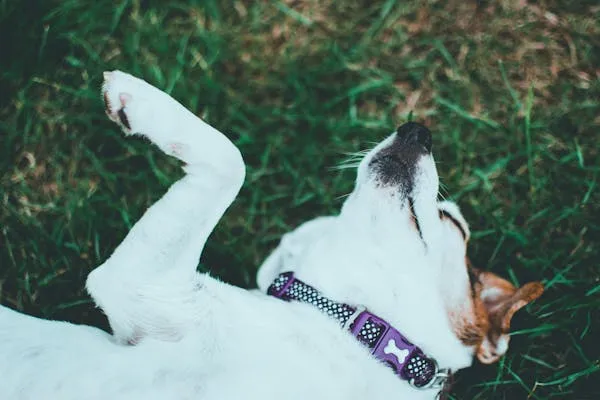 White Dog Lying on Grass with Paws Up Enjoying Wallpaper