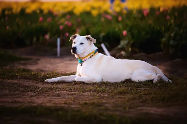 White Dog Lying on the Ground with Flowers in Background