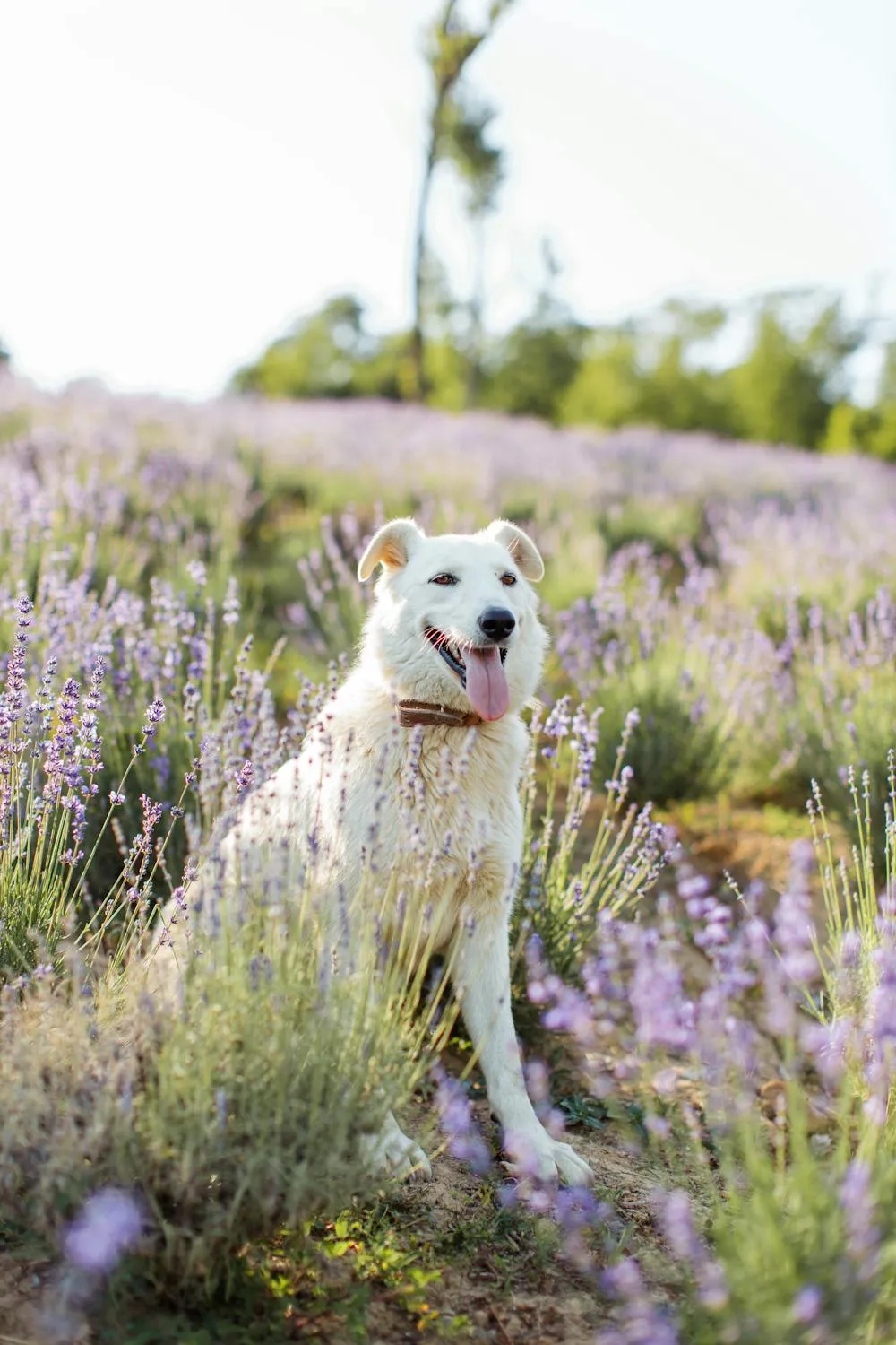 White Dog Sitting Peacefully in a Blooming Lavender Field