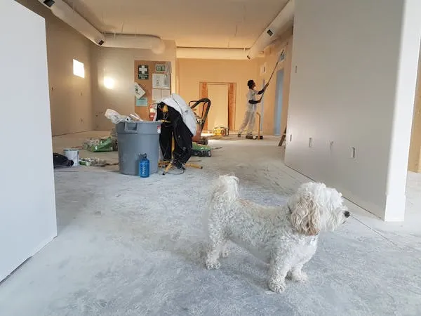 White Dog Standing in Unfinished Room with Painting Work
