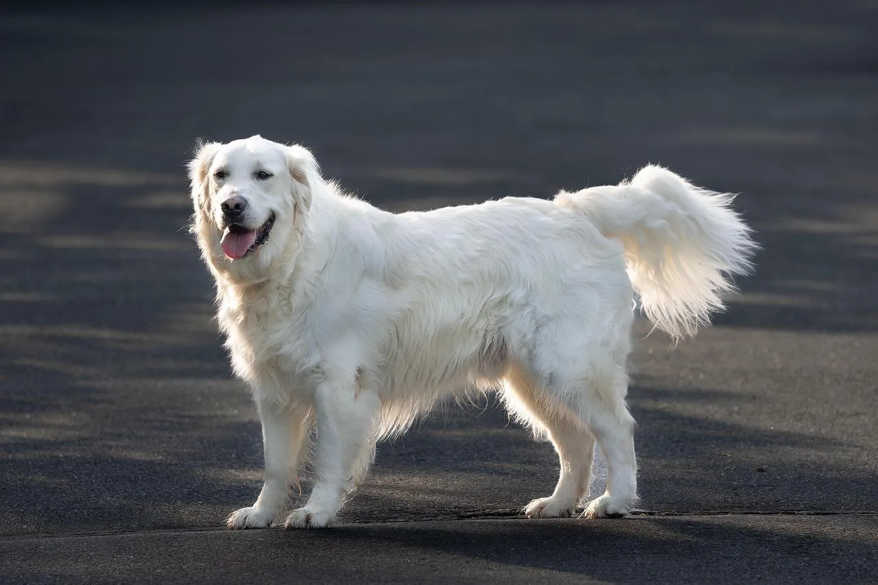White dog walking in a grassy field free Wallpaper