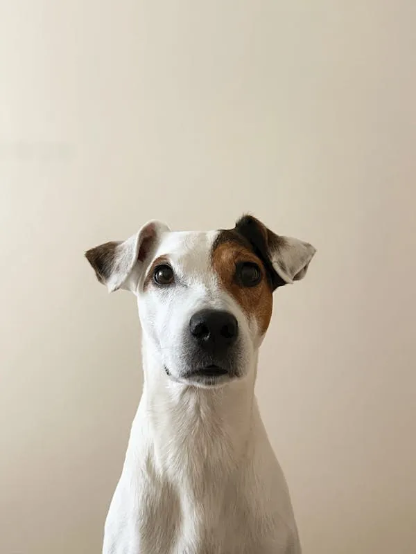 White Dog with Brown Spots Looking at the Camera Wallpaper
