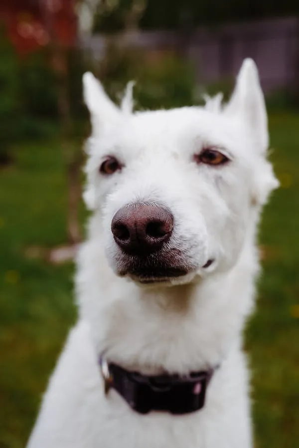 White Dog with Pointed Ears and a Collar Looking Straight