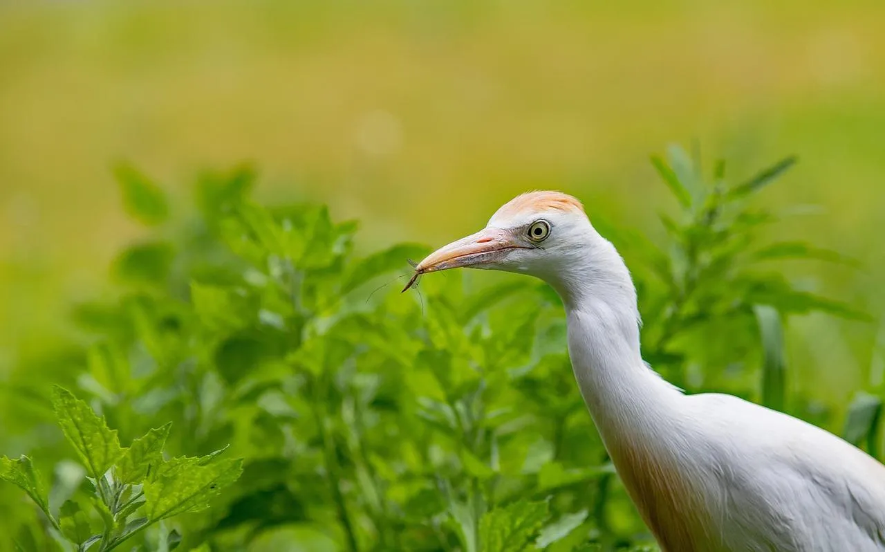 White egret standing in green wetland free Wallpaper
